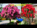"I Tried Growing Crape Myrtle From Just a Root — SHOCKING Results!"