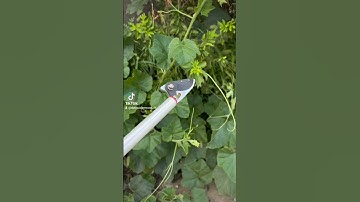 Kéo cắt tỉa cành nhánh thu hoạch trái cây trên cao dài 3met 4met 5met. 0888542612