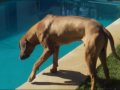 Rhodesian ridgeback and labrador puppy (dogparty in the swimming-pool)