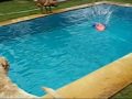 Rhodesian ridgeback and labrador puppy (dogparty in the swimming-pool)