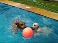 Rhodesian ridgeback and labrador puppy (dogparty in the swimming-pool)