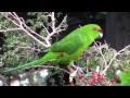 Kakarikinew zealand red crowned parakeetcanon hf10