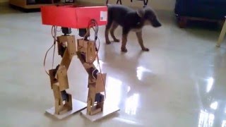 My dog scared seeing the robot walking!