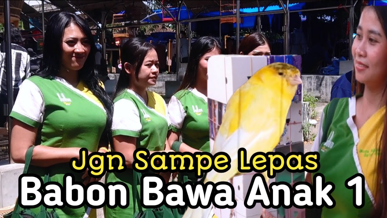 TRIP HARGA KENARI MURAH DiPASAR LEGENDARIS