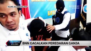 Bnn Palopo Gagalkan Peredaran Ganja Lewat Jasa Pengiriman -