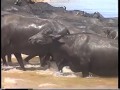 Dinámica Rural - Búfalos - Italia con publicidad