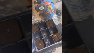 sour Diesel and Derby poison cross
