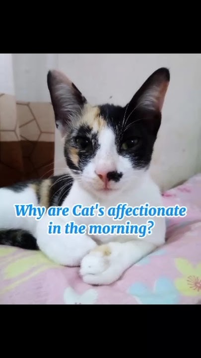 why-are-cats-affectionate-in-the-morning-cat-kitten-catmom-cutecat