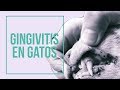 Cómo prevenir la gingivitis en gatos 😸 😷| Mantén sus encías SANAS