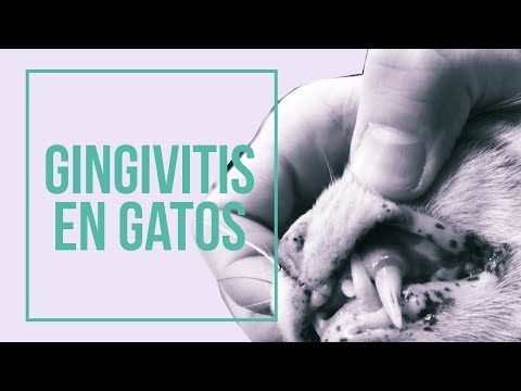 Video: Gingivitis En Gatos