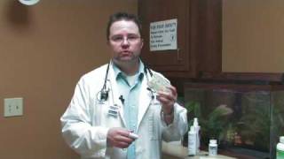 Dog Care Tips : How Often Should You Brush Your Dog's Teeth?