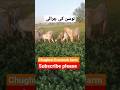goat #goats #youtubeshorts #goatfarming #goatfarminginpakistan
