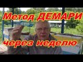 Борьба с роением пчел Метод Демари НАГЛЯДНО Прошла неделя #3