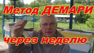 Борьба с роением пчел Метод Демари НАГЛЯДНО Прошла неделя #3