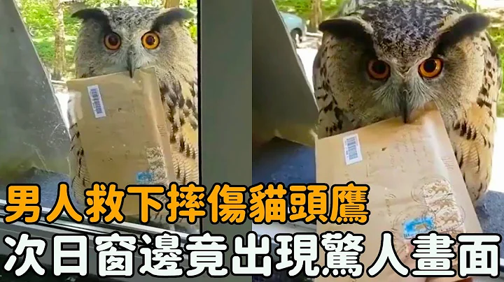 男子救下血泊猫头鹰，次日听见有人敲窗，窗边的画面却让他大吃一惊...#暖心 #救助 #感动 #奇迹 #感人 #温暖 - 天天要闻