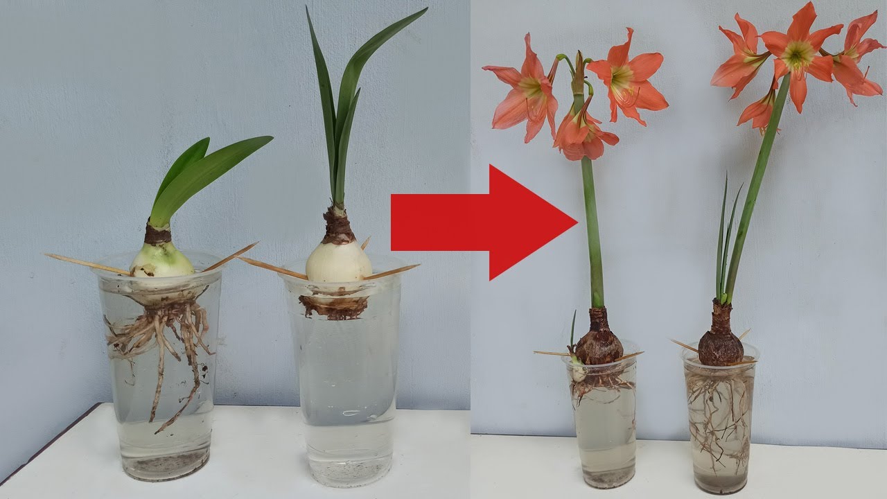 Can We Grow Amaryllis Bulbs in Water? - YouTube
