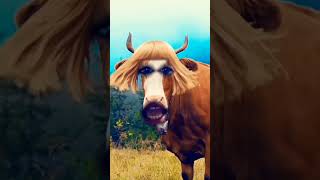 Buffalo  🐃  #comedy #funny #cow #cartoon #animals #trending