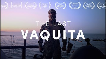 THE LAST VAQUITA | Full documentary [HD]