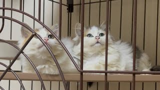 保護した子猫が仲良くシンクロしてたのに突然ケンカになるのが面白すぎたw
