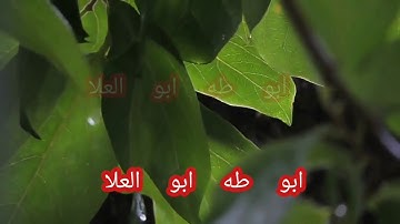 الطبلاوى سلطان التلاوة وتلاوة جميله جدا من قرآن الجمعه من الأزهر الشريف من سوره النمل ١٩٨٠ 🌴🌴🌴🌴