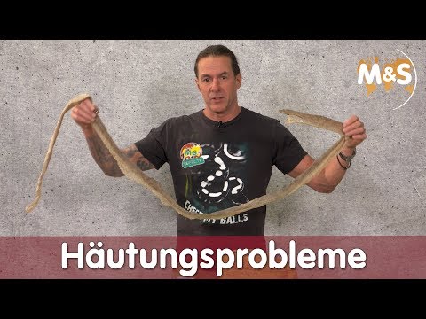 Video: Haut- Und Schaleninfektion Bei Reptilien