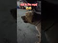 इसे पता है कि इतनी ज्यादा जिद्द करूंगा तो सब मिलेगा #labrador #shiro ❤️❤️