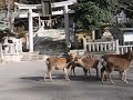 黄金山神社