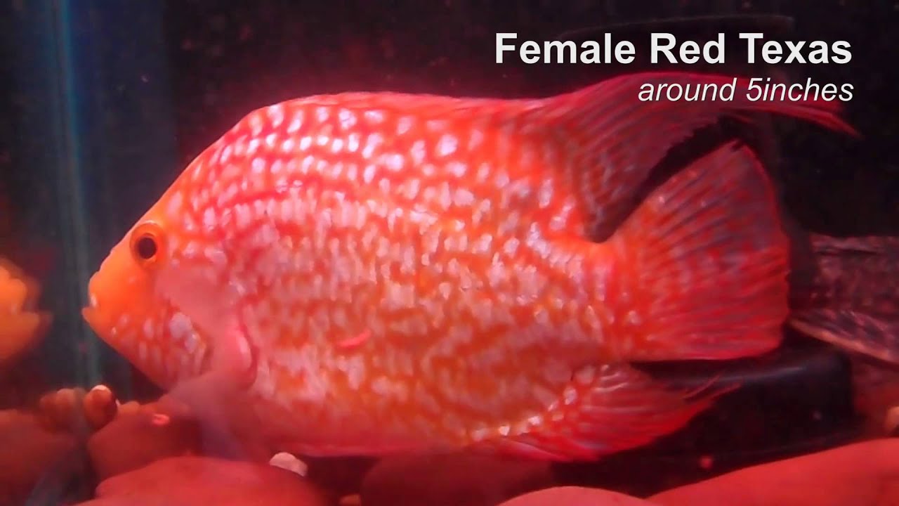 Female Red Texas around 5inches