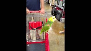 Key West Parrot shopping at Ace Hardware