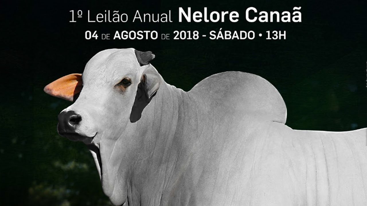 Lote 24   NFHC 588   604   605