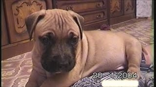 Дик щенок, моменты из жизни стаффорда Дика (видео 2010 года) Рыбачёв и Пёс