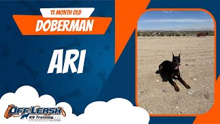 Doberman Off Leash Dog/ Obedience Training