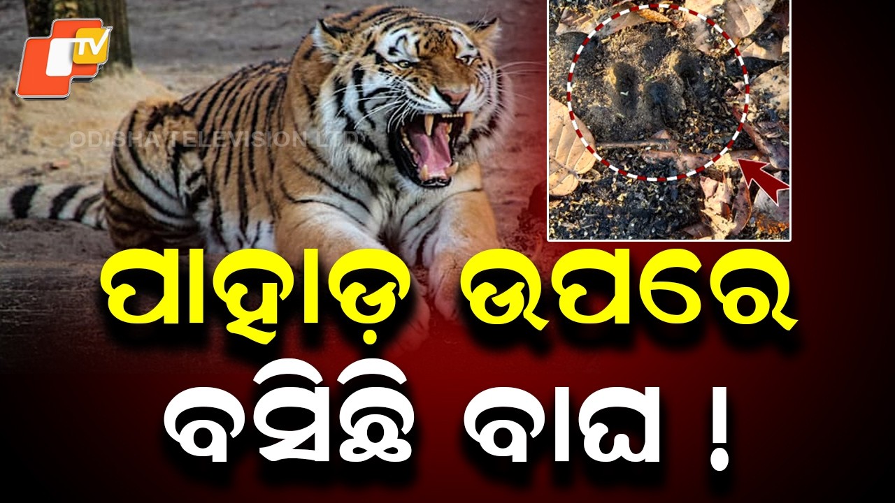 Mystery Animal Kills Cow in Sundargarh, Tiger Fear Grips Village