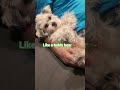 cute puppy #puppy #anmals #cute #shorts
