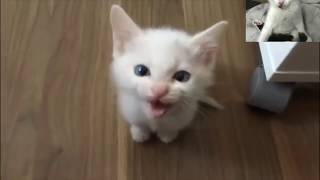 Chat Qui Miaule En Colère ! Compilation