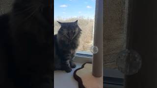 от зари до зари😸#кот #котики #cat #shortcats #shots #shortcatsvideos #shortvideo