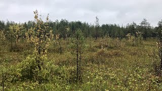 видео: Участки для многодетных семей. Архангельск-Исакогорка-Клепача картинка: Участки для многодетных семей. Архангельск-Исакогорка-Клепача