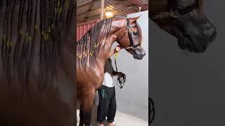 أجمل خيل عربي في العالم - Arabian horse
