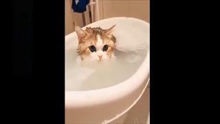 funny cats and dogs - funny cats and dogs - funny cats vs dogs - funny animals compilation