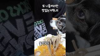 아 부담쓰ㅋㅋ또 니들끼리만 맛있는거먹냐ㅋㅋ 나두한입만주라개!! #shorts #강아지 #귀여운 #빠삐용파렌