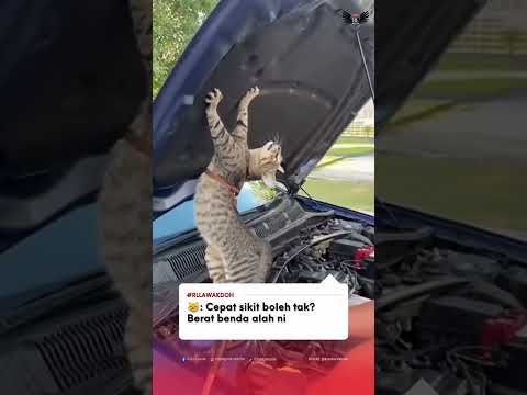 Haritu oyenn kalini si black pulak 😅
