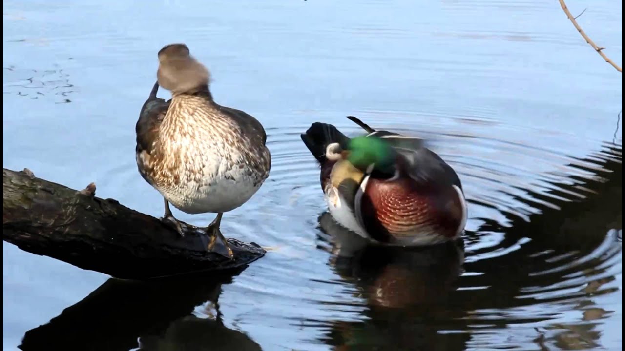 Wood Duck YouTube