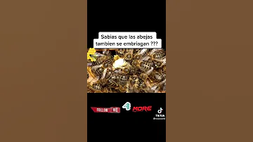 ¿Puede una abeja estar borracha?