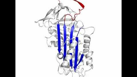 Conformational Pathology of the Serpins: Supplemental Video