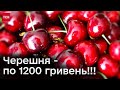 🍒 Золота черешня - по 1200 гривень! Ціни шалені!