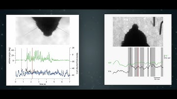 Cellular Mechanisms of Brain Function