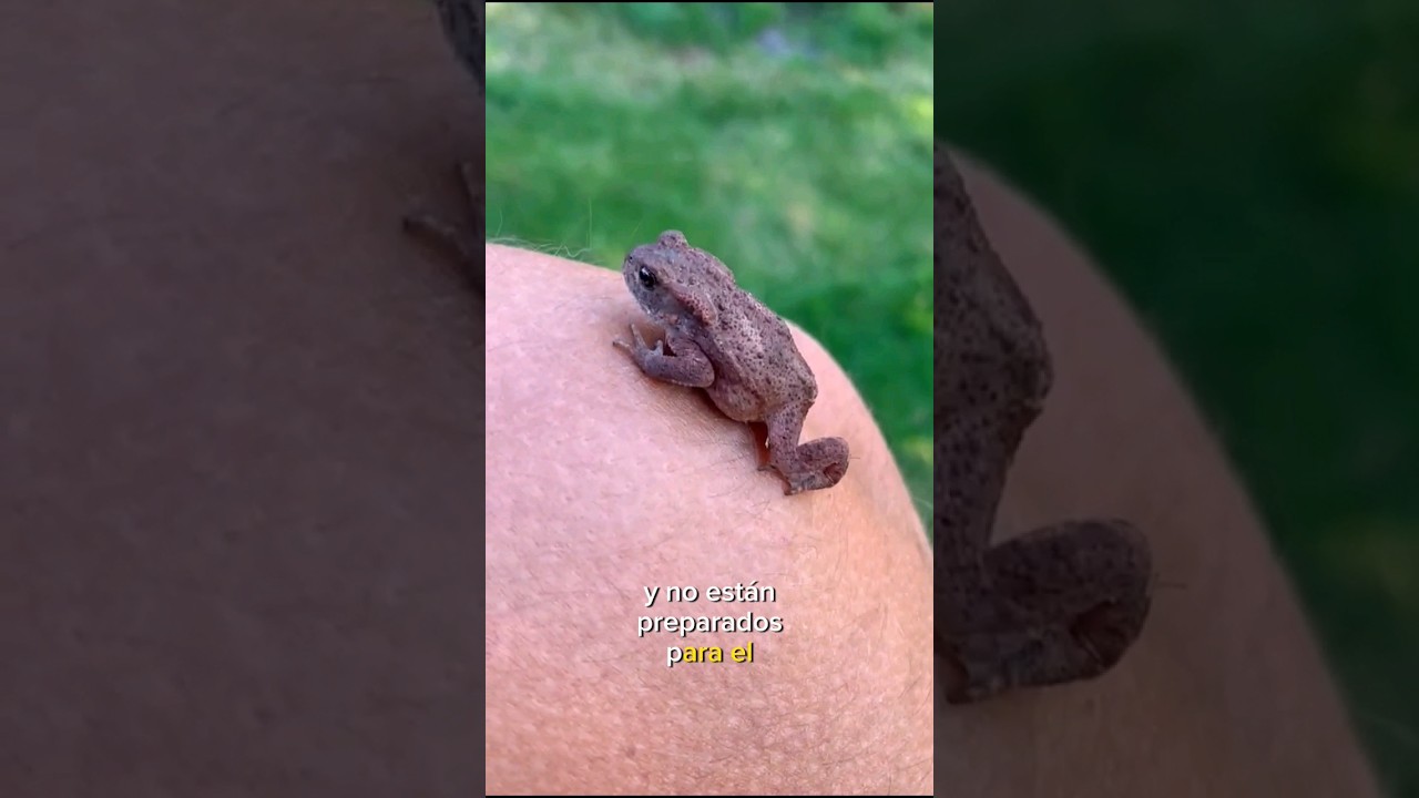 Diferencias entre rana y sapo #rana #sapo #curiosidades #animales #viral #shorts