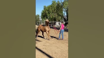 This "Horse Training" Video is So Abusive it