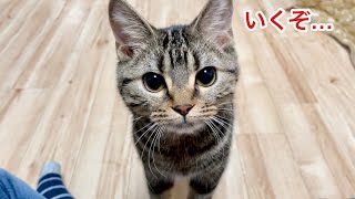 カメラにだんだん近づいてくる子猫が可愛すぎたw