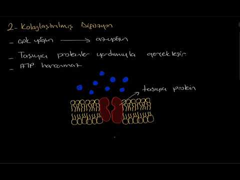 Video: Moleküller pasif taşımada zar boyunca nasıl hareket eder?
